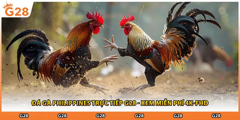 Đá Gà Philippines Trực Tiếp G28 - Xem Miễn Phí 4K-FHD