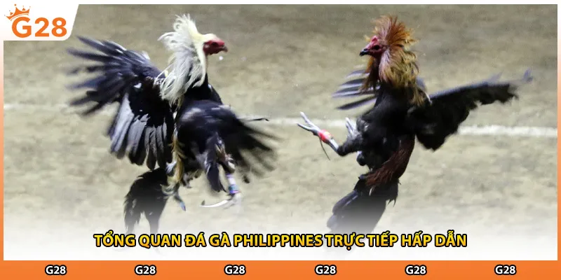 Tổng quan đá gà philippines trực tiếp hấp dẫn